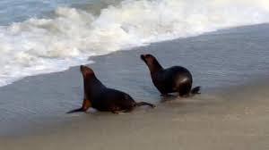 Forging a Partnership- Giving Back to Our Beautiful Ocean & Its Amazing Creatures